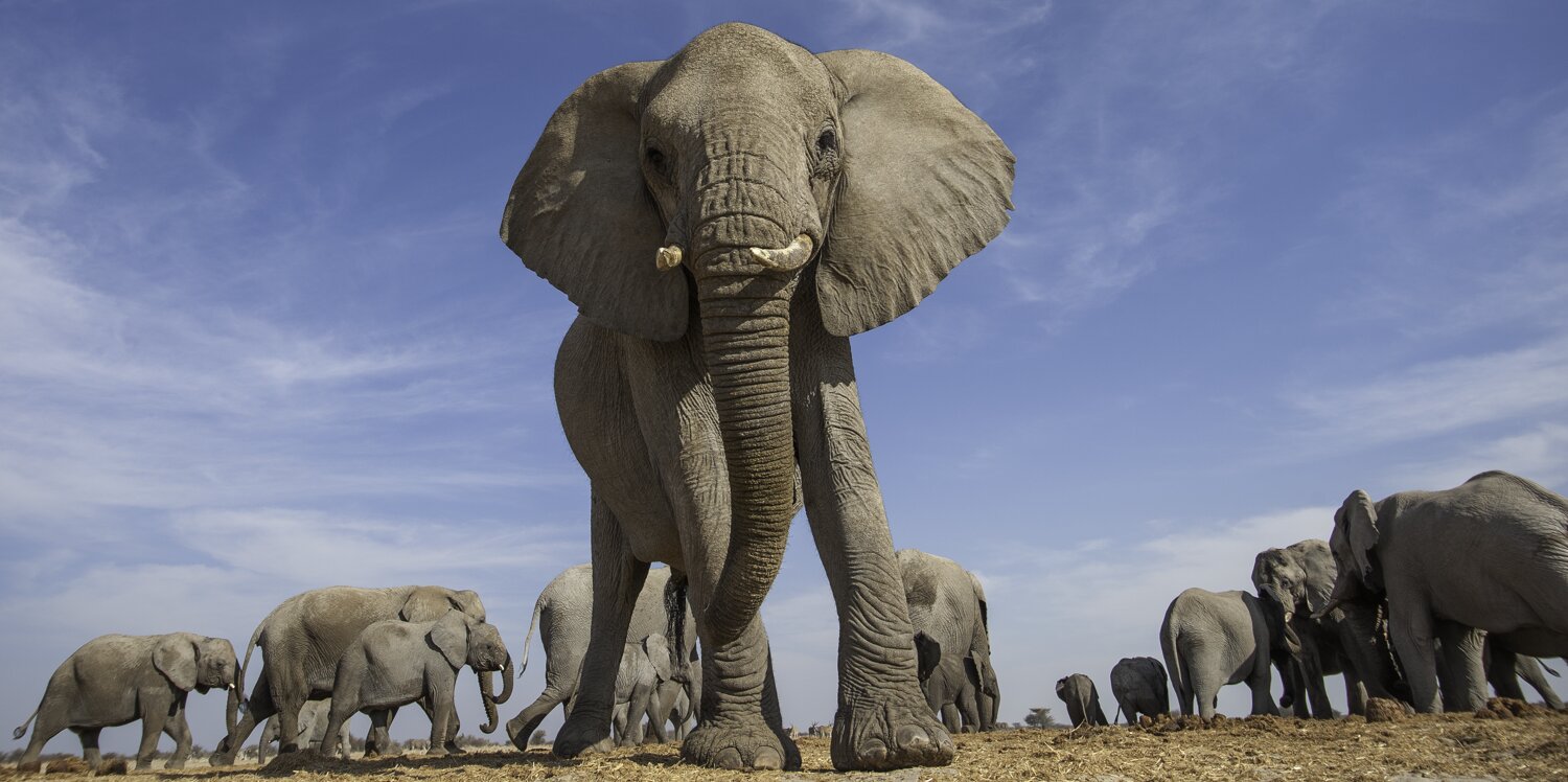 A photo of an elephant