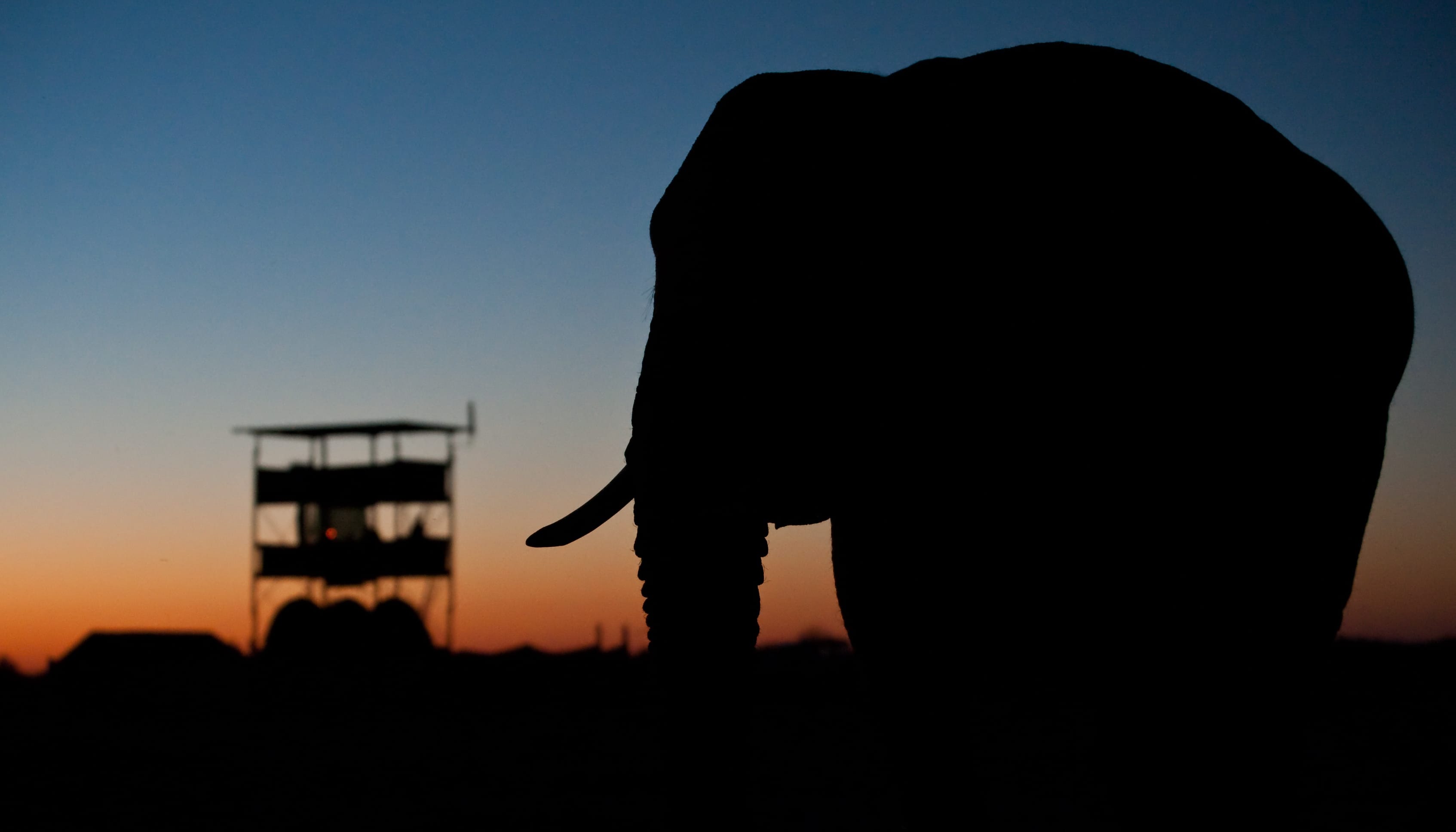 A photo of an elephant